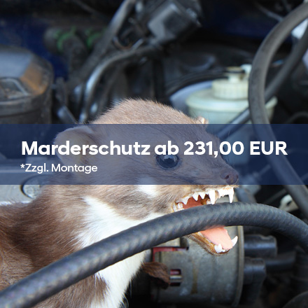 Marderschutz_2025